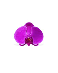 Orchid