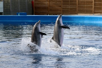 delfin © juan