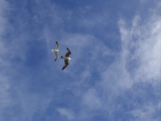   Zwei Seemöwen fliegen hoch am blauen Himmel
