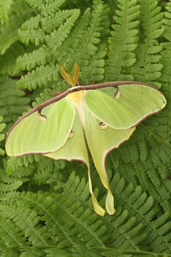 Luna Moth On Fern