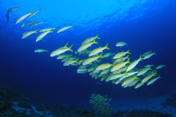 School of fish - Yellowfin Goatfish