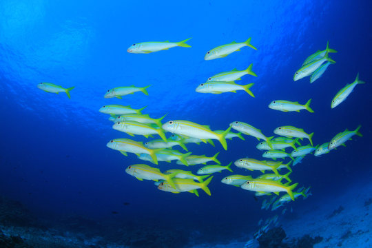 School of fish - Yellowfin Goatfish