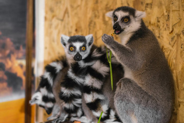 three lemurs look at the frame