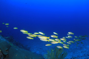 Fototapeta na wymiar Fish on coral reef - Snapper fish