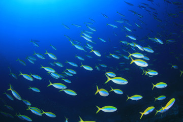Naklejka na ściany i meble Fish underwater - Fusilier fish