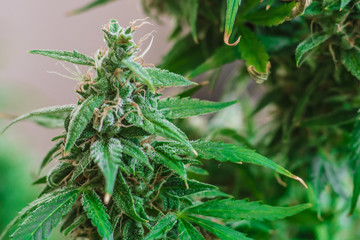 shot Macro buds of medicinal marijuana trichomes cbd thc. Concepts of legalizing herbs weed, bud...