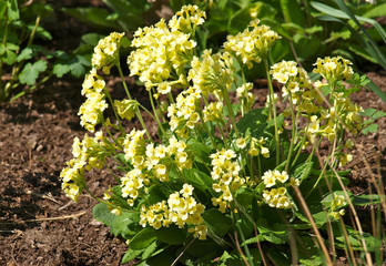 Hohe Schlüsselblume, Primula elatior