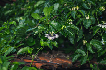 Flash flower