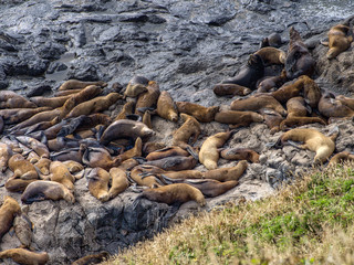 Seals on rocks with sunset