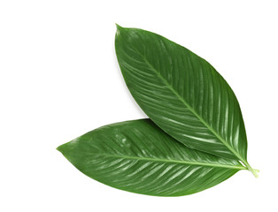Big leaves of tropical banana palm on white background