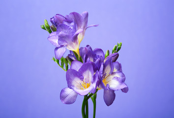 Fototapeta na wymiar Beautiful freesia flowers on color background