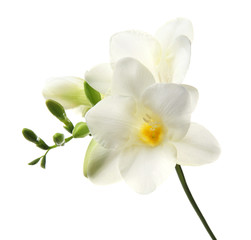 Beautiful freesia flower on white background