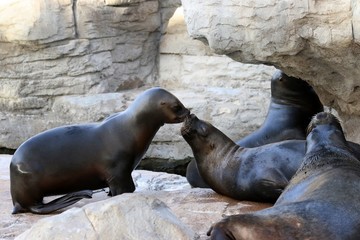 Fototapeta premium foca