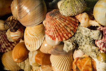 Puzzle of the Future