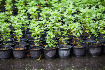 Mexican marigold baby plants