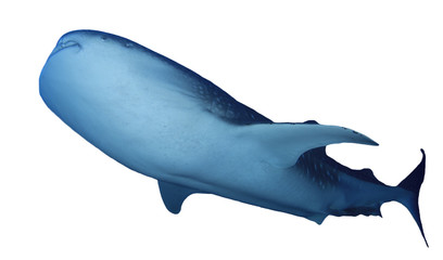 Whale Shark isolated on white background