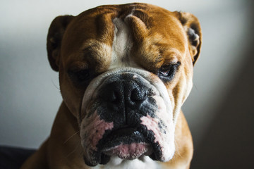 portrait of dog of the english bulldog breed