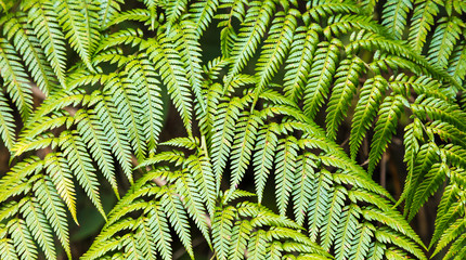 Fundo com folha de samambaia