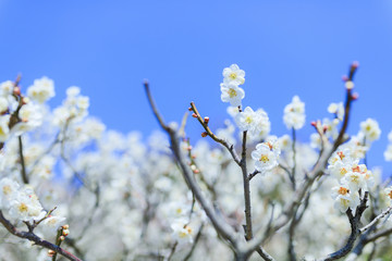 梅の花