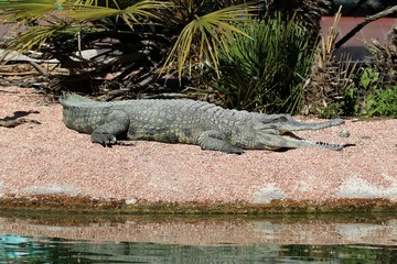 alligator