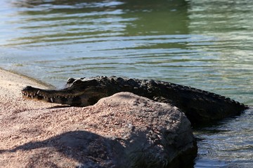 Fototapeta na wymiar alligator