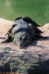 alligator