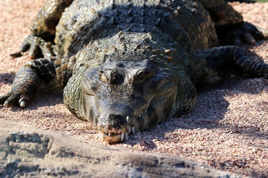 alligator