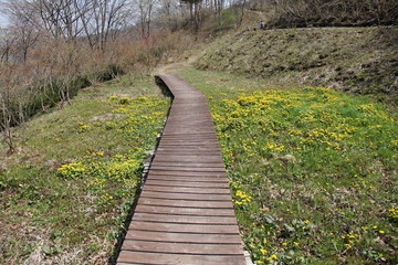木道がある、リュウキンカの咲く野原(宮城県)