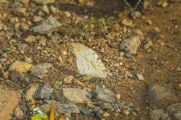 Butterflies