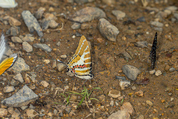 Butterflies
