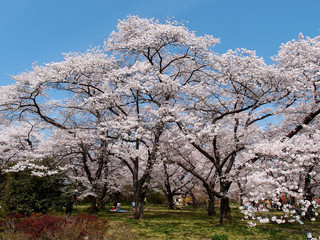 Amazing blossoms of huge cherry trees in a garden under blue sunny sky in Botanic Park of Kyoto Japan ~ Beautiful spring scenery of Japan in sakura season