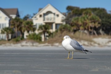 Beach seagull
