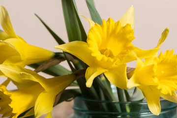 Daffodil in blue jar up close