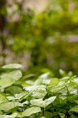 Obraz premium plants in the city