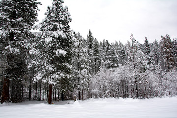 Leavenworth Snow Trees