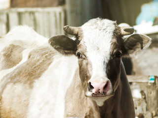The cow looks right in the paddock