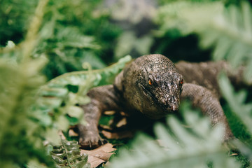 Varanus Salvador in jungle