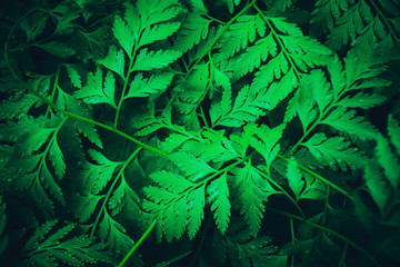 green tropical fern leaves fresh spring nature texture wallpaper background
