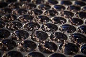 plants in nursery tray with wet peat moss