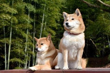 柴犬・竹林