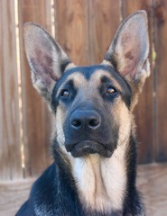 Trinity the German shepherd