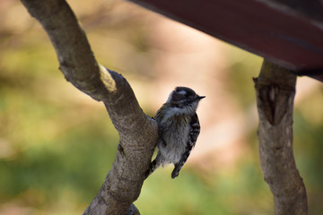 公園のコゲラ
