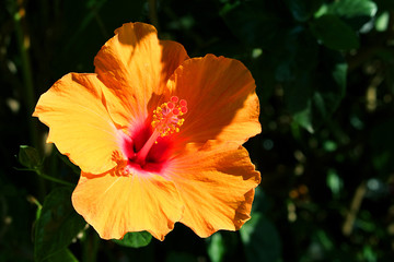 Hibiscus flower