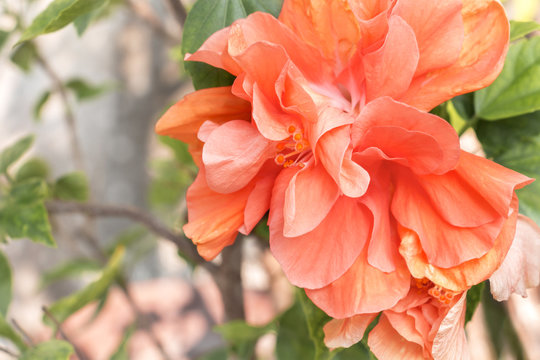 Close up beautiful red flower can be called hibiscus rosa, china rose, gudhal or chaba flower on leaf background.