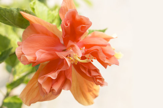 Close up beautiful red flower can be called hibiscus rosa, china rose, gudhal or chaba flower on leaf background.
