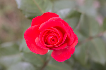 Pink rose bud top view
