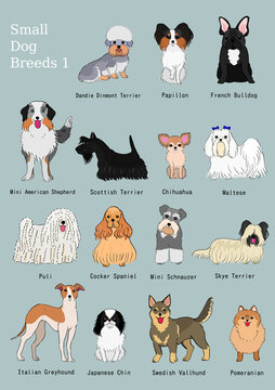 group of small dogs breeds hand drawn chart