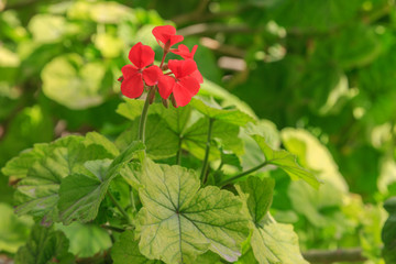Fototapeta premium Geranium flowers