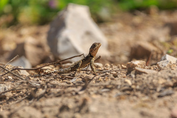 Small stellio lizard