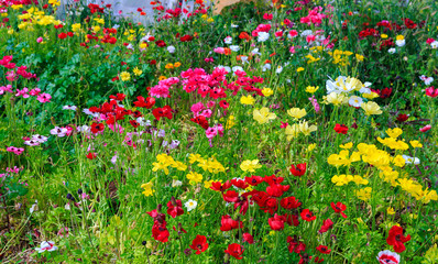 Small glade of multi-colored anemones